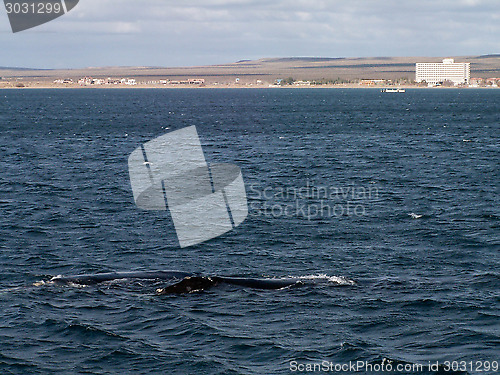 Image of Right Whale At Puerto Madryn