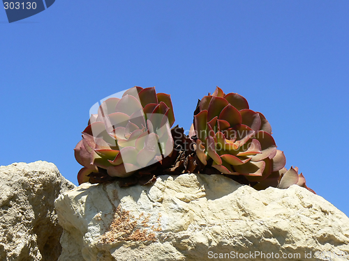 Image of Photo of the flowers on the sky background