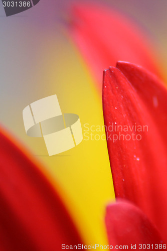 Image of Red Gerbera Daisy Macro