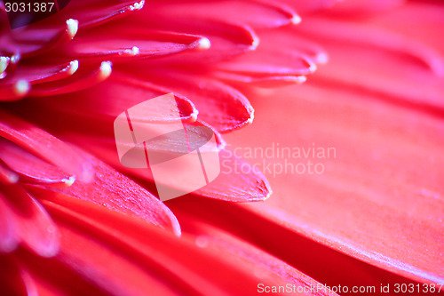 Image of Red Gerbera Daisy Macro