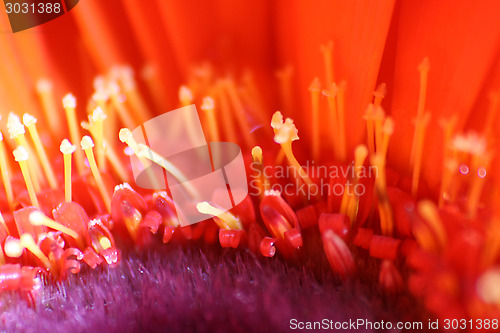 Image of Red Gerbera Daisy Macro