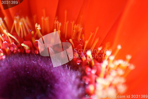 Image of Red Gerbera Daisy Macro