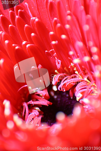 Image of Red Gerbera Daisy Macro