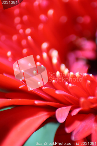 Image of Red Gerbera Daisy Macro