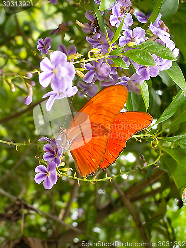 Image of Red Butterfly On Purple Flower