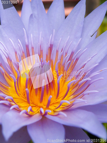 Image of Purple Lotus Flower Macro