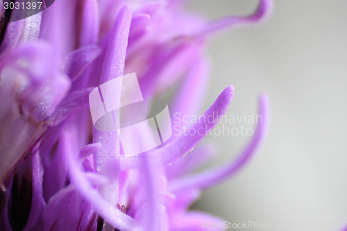 Image of Purple Flower Macro