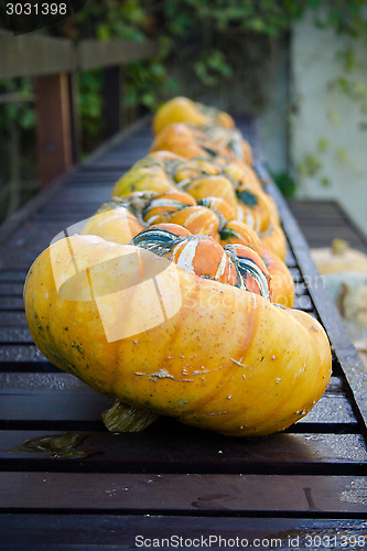 Image of Pumpkins In A Row On Bench