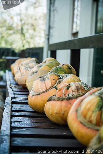 Image of Pumpkins In A Row On Bench