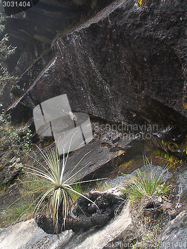 Image of Plant And Rocks