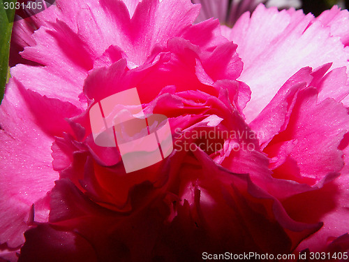Image of Pink Rose Macro