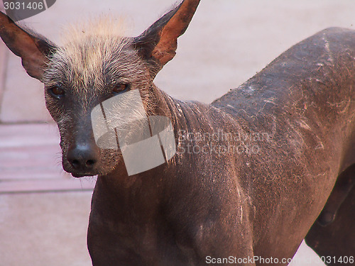 Image of Peruvian Hairless Dog