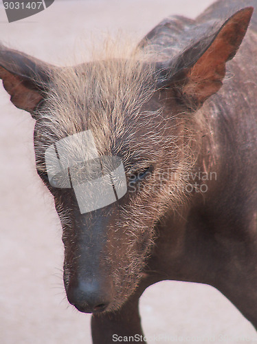 Image of Peruvian Hairless Dog Face