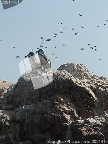 Image of Penguins And Birds