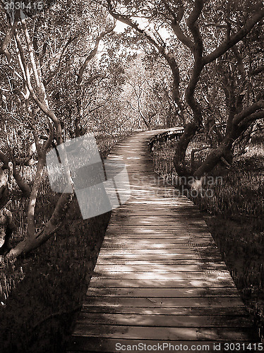 Image of Path Through Mangrove