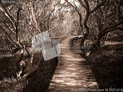 Image of Path Through Mangrove