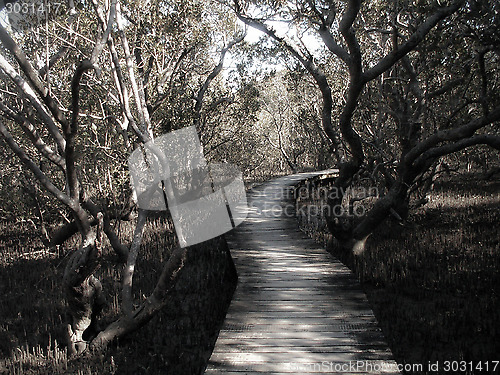 Image of Path Through Mangrove