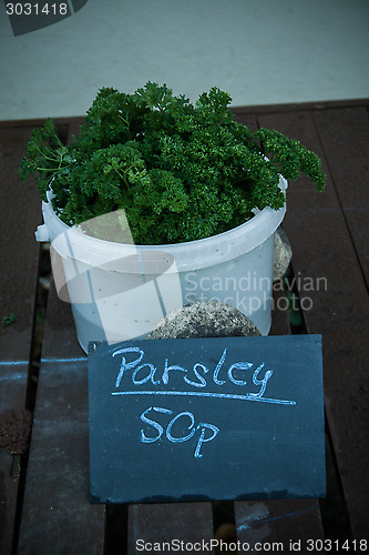 Image of Parsley For Sale