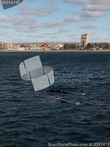 Image of Pair Of Right Whales