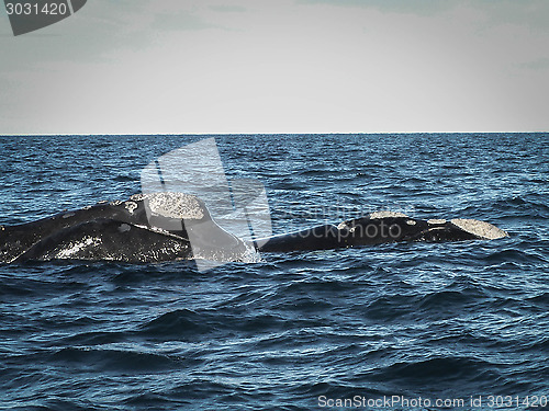 Image of Pair Of Right Whales Up Close