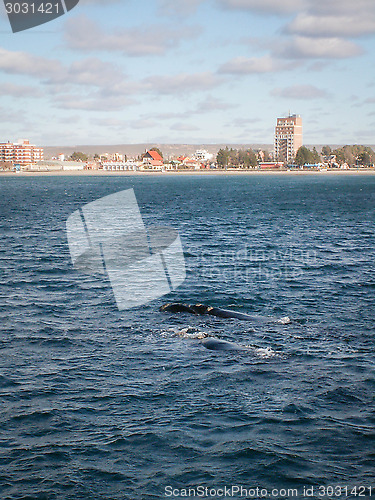 Image of Pair of Right Whales In Front Of Puerto Madryn