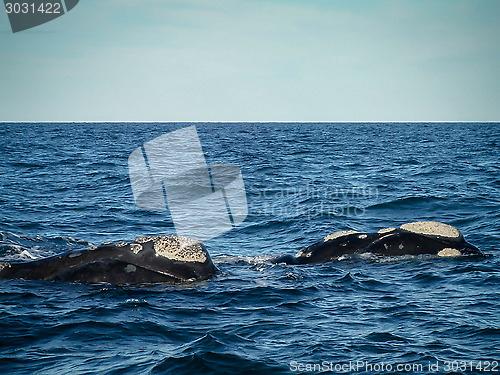 Image of Pair Of Right Whales Close Up