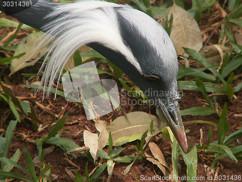 Image of Old Man Bird