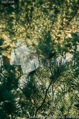 Image of Needles On Tree Macro