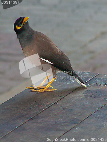 Image of Myna Bird Looking Round