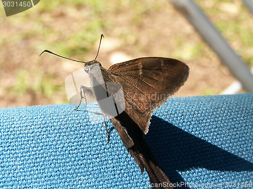 Image of Moth On Canvas Macro