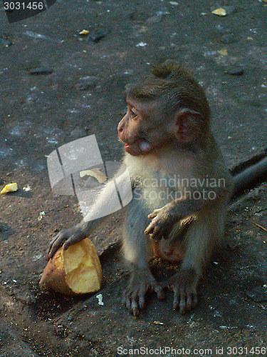 Image of Monkey With Food