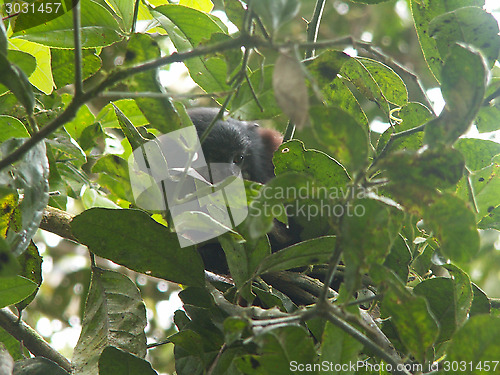 Image of Monkey Peering Through Leaves