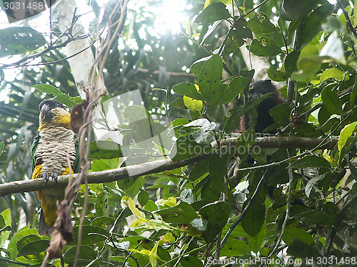 Image of Monkey Looking At A Parrot