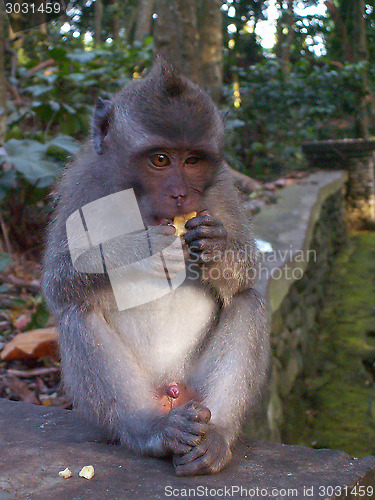 Image of Monkey Eating On A Wall