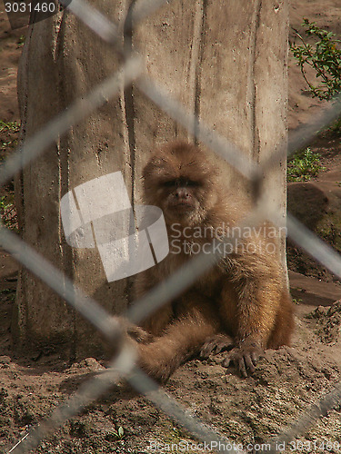 Image of Monkey Behind Cage