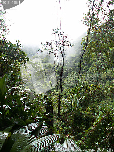 Image of Misty Rainforest