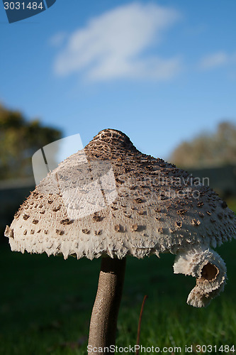 Image of Low Angle Mushroom