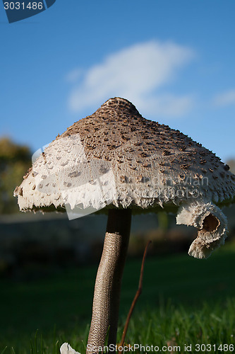 Image of Low Angle Mushroom