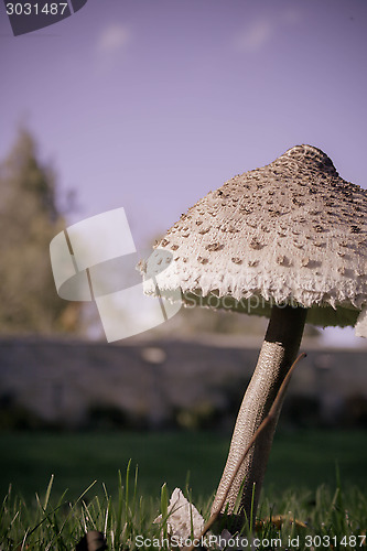 Image of Low Angle Mushroom