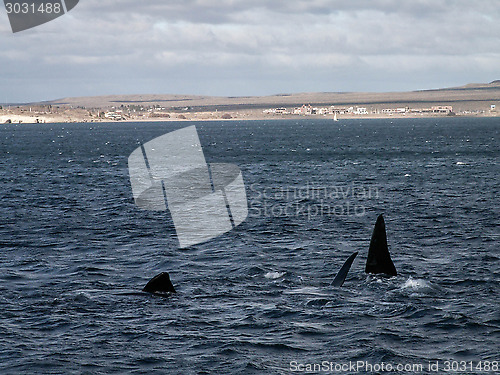 Image of Lots Of Right Whale Fins