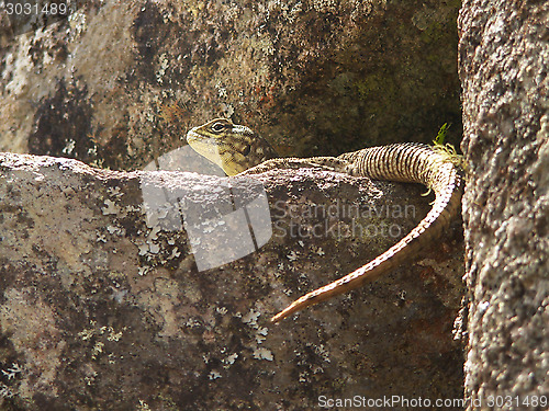 Image of Lizard On A Rock