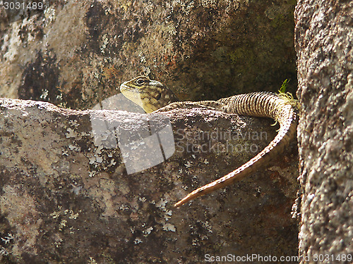 Image of Lizard On A Rock