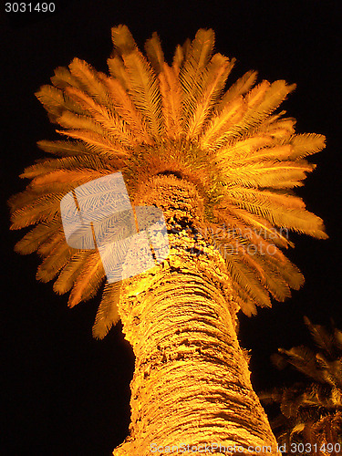 Image of Lit Palm Tree At Night