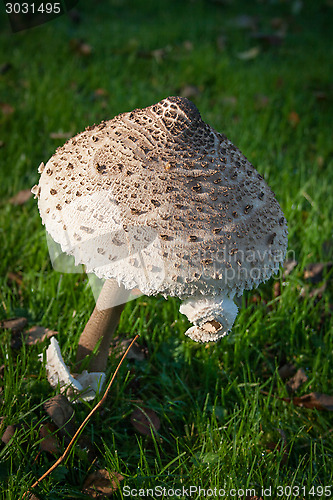 Image of Large Mushroom