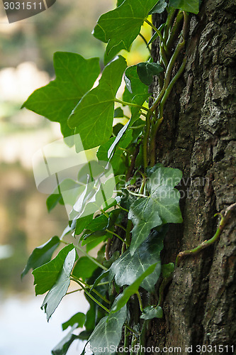 Image of Ivy On Tree Close Up