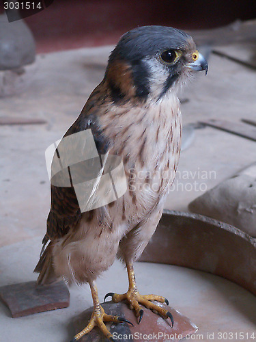 Image of Indoor Hawk