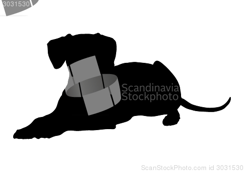 Image of Dog training