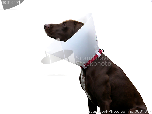 Image of Brown dog with ruff on white background