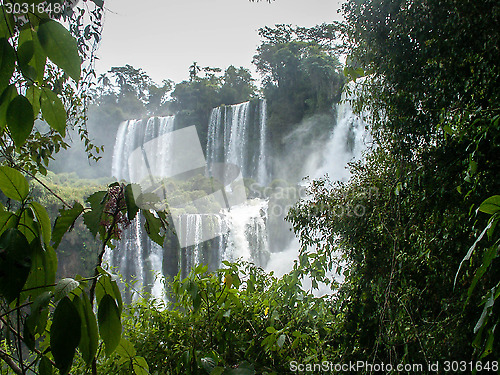 Image of Iguazu Falls Cascade Through Foliage