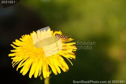 Image of Hoverfly On A Dandelion